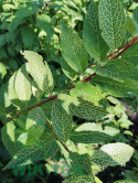 Forsycja zielona 'Kumson'