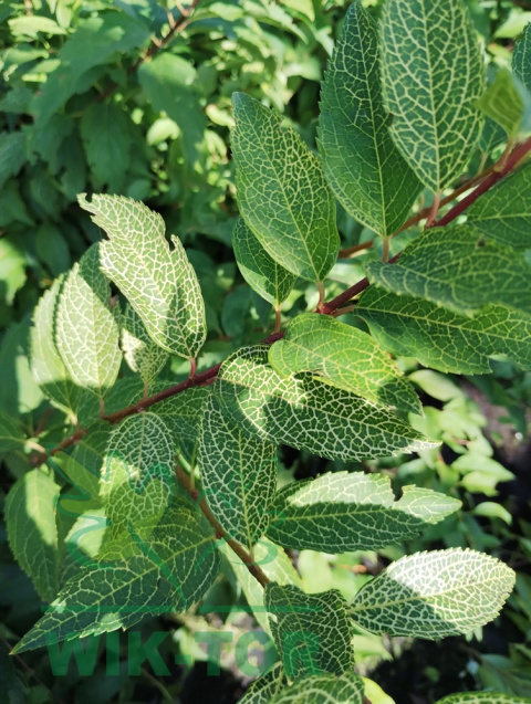Forsycja zielona 'Kumson'