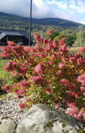 Hortensja bukietowa Fraise Melba (Renba)