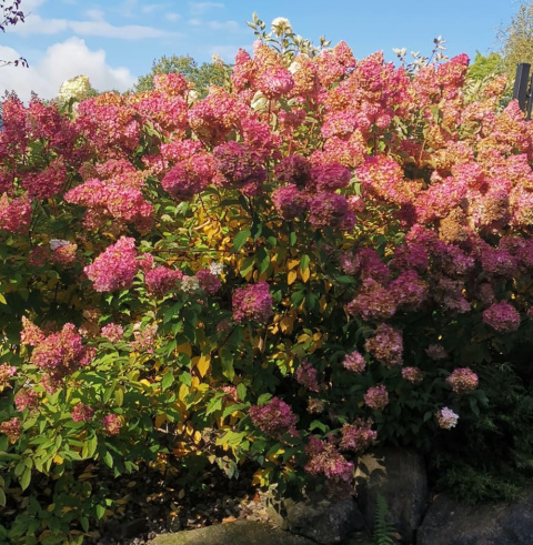 Hortensja bukietowa Fraise Melba (Renba)