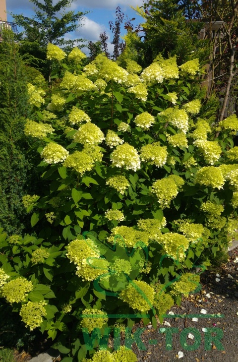 Hortensja bukietowa Limelight