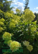 Hortensja bukietowa Limelight