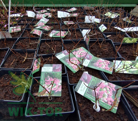Hortensja bukietowa Vanille Fraise