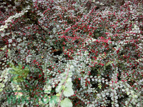 Irga szwedzka Coral Beauty