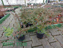 Irga szwedzka Coral Beauty