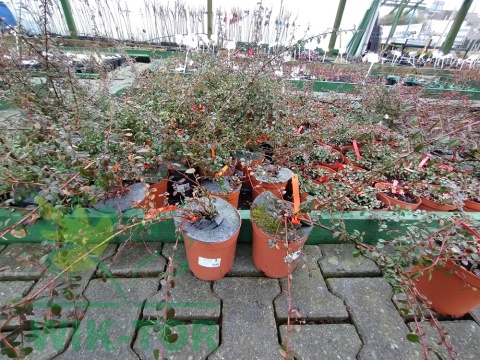 Irga szwedzka Coral Beauty