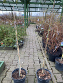 Klon palmowy 'Dissectum' na pniu