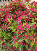 Krzewuszka Cherry Love®