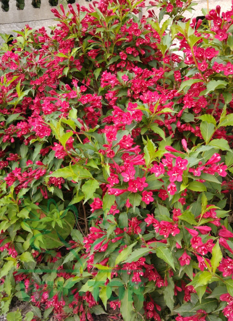 Krzewuszka Cherry Love®