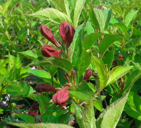 Krzewuszka Cherry Love®