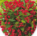Krzewuszka Cherry Love®