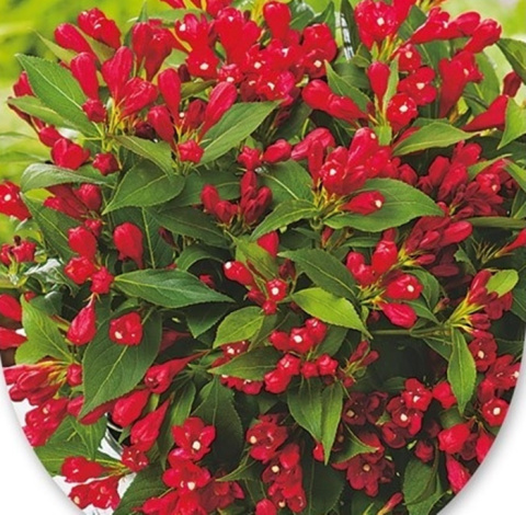 Krzewuszka Cherry Love®