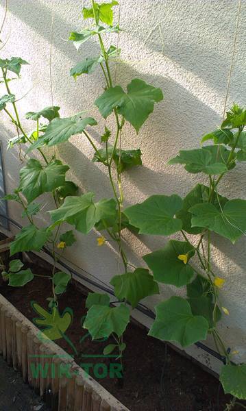 Magiczna siła nawóz do ogórków 350g