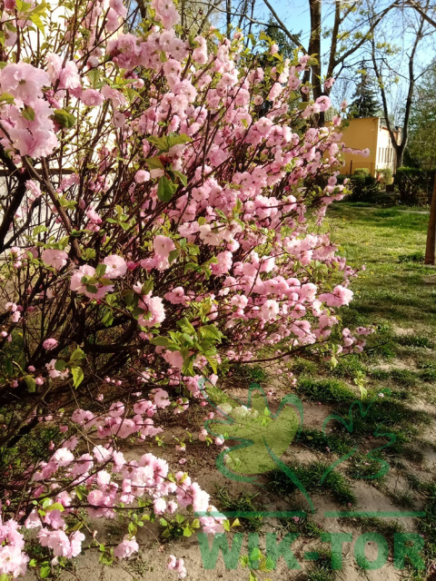 Migdałek trójklapowy