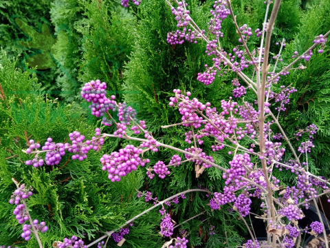 Pięknotka Bodiniera Callicarpa bodinieri