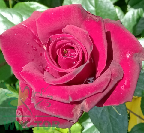 Róża wielkokwiatowa Deep Red