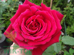 Róża wielkokwiatowa Ksenia