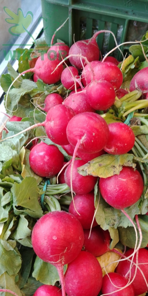 Rzodkiewka Rowa 100g Rzodkiewka Rowa 100g