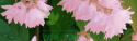 Żylistek mieszańcowy Mont Rose