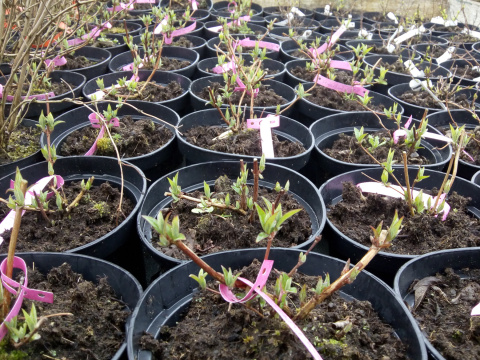 Żylistek mieszańcowy Mont Rose