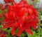 Azalia wielkokwiatowa Nabucco