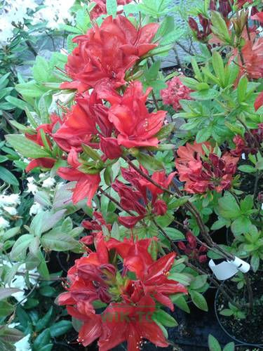 Azalia wielkokwiatowa Nabucco