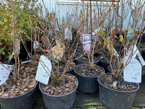 Azalia wielkokwiatowa Crosswater Red