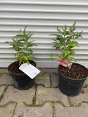 Budleja Butterfly Candy 'Little Purple'