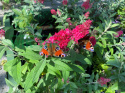 Budleja Butterfly Candy 'Little Ruby'