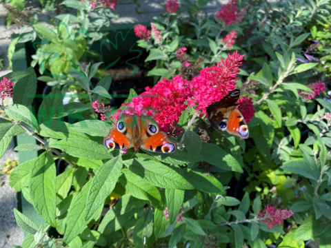Budleja Butterfly Candy 'Little Ruby'