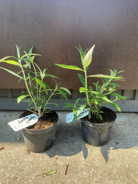 Budleja Dawida 'Black Knight'