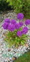 Czosnek ozdobny Violet Beauty 1szt