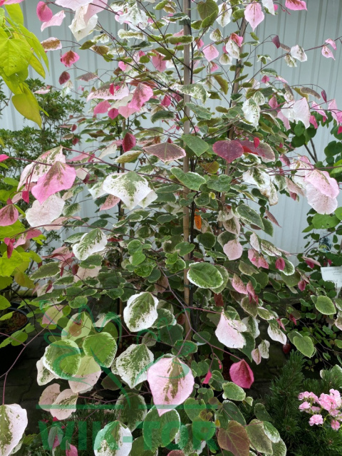 Judaszowiec kanadyjski 'Carolina Sweetheart'