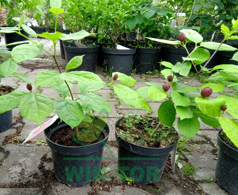 Kielichowiec Raulstona 'Hartlage Wine'