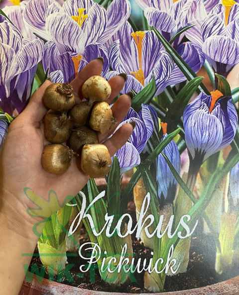 Krokus wielkokwiatowy pstry Pickwick 100szt