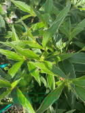 Krzewuszka wczesna Variegata