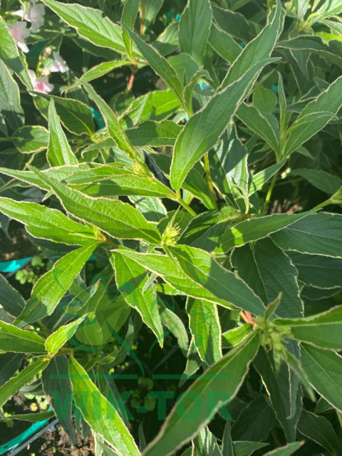 Krzewuszka wczesna Variegata