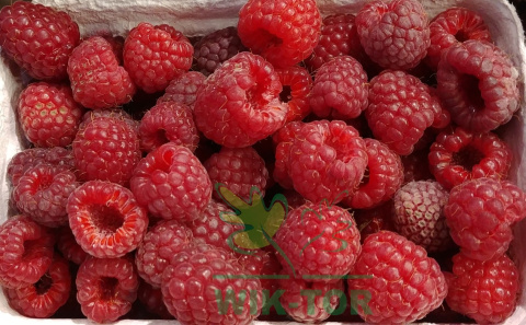Malina czerwona Delniwa powtarzająca 1sztuka