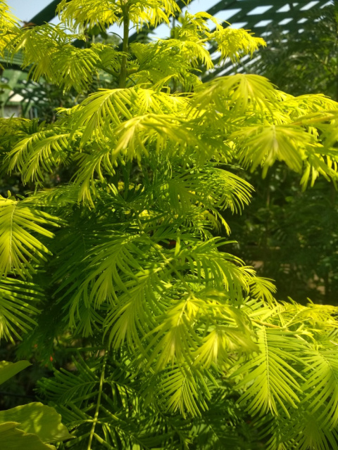 Metasekwoja chińska 'Goldrush'