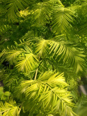 Metasekwoja chińska 'Goldrush'