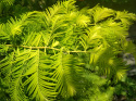 Metasekwoja chińska 'Goldrush'