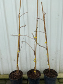 Metasekwoja chińska 'Goldrush'