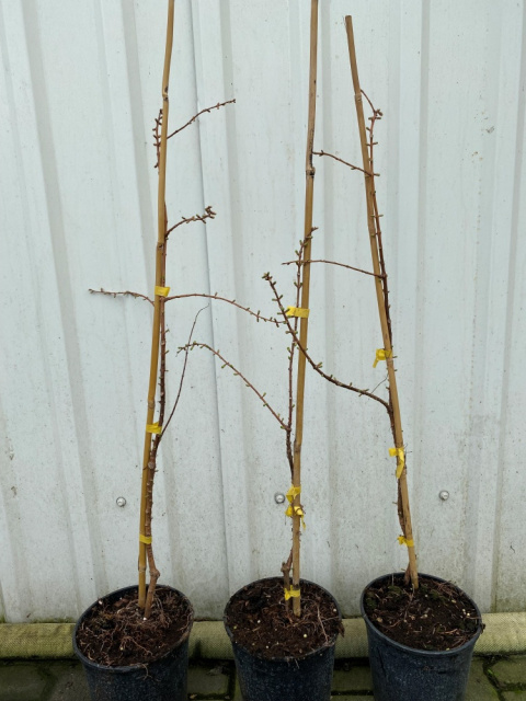 Metasekwoja chińska 'Goldrush'