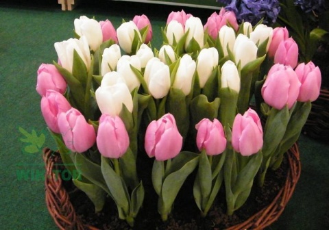 Tulipan liliokształtny Synadea Orange
