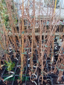 Aktinidia ostrolistna Issai
