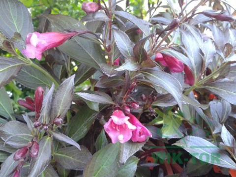 Krzewuszka cudowna Nana Purpurea