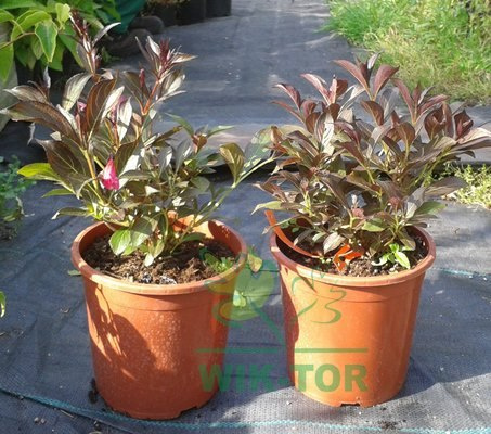 Krzewuszka cudowna Nana Purpurea