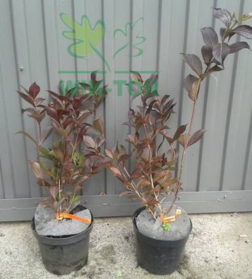 Krzewuszka cudowna Nana Purpurea