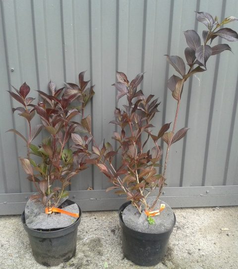 Krzewuszka cudowna Nana Purpurea