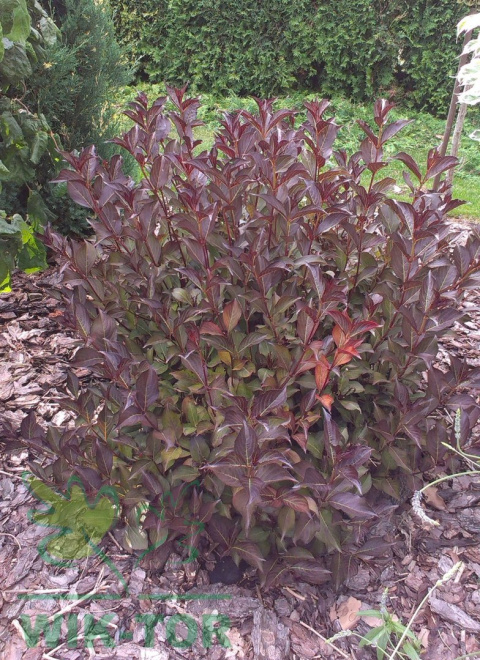 Krzewuszka cudowna Nana Purpurea